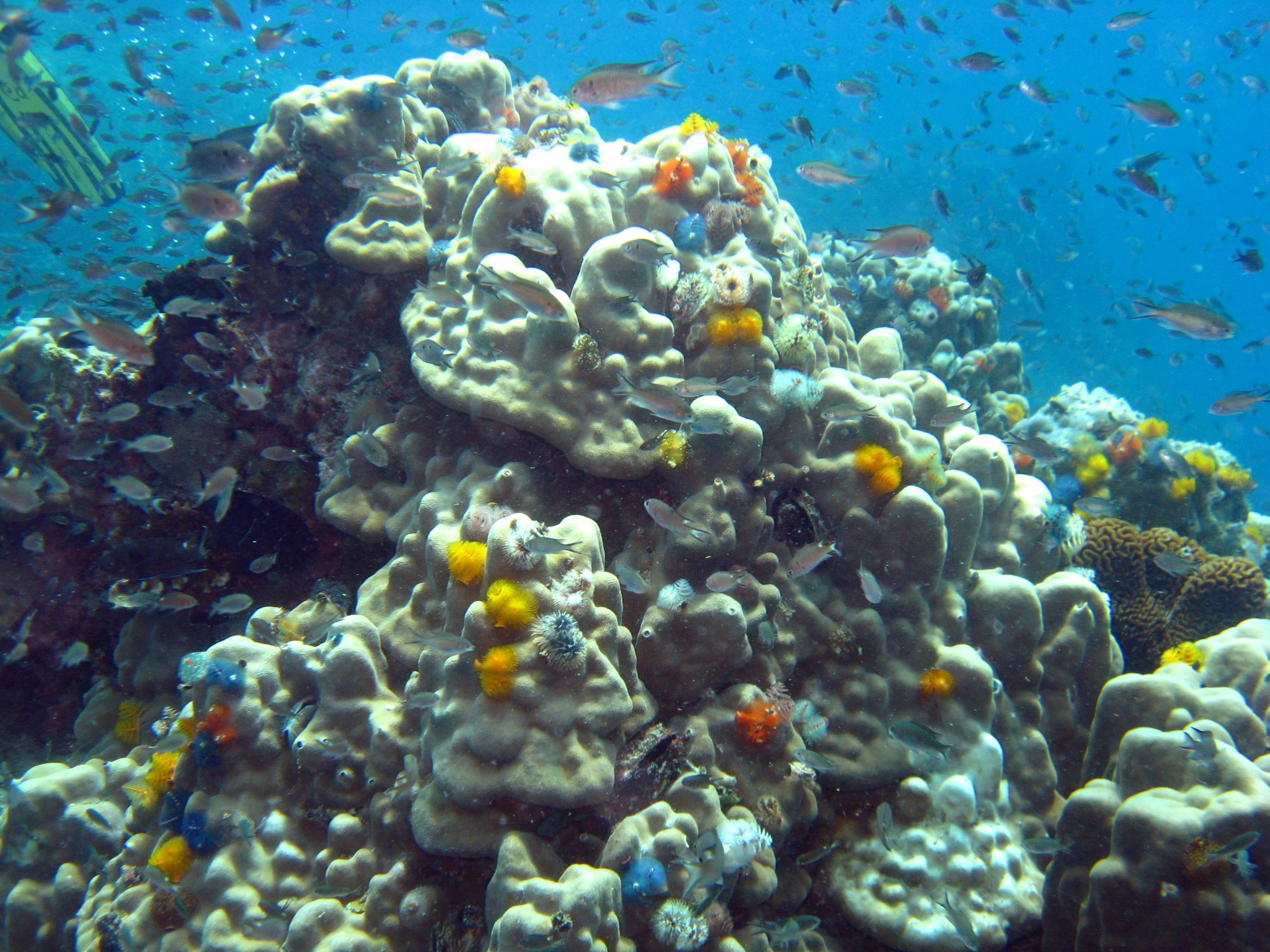 Arrecife de coral en Tailandia. Imagen: Marta Coll, ICM-CSIC