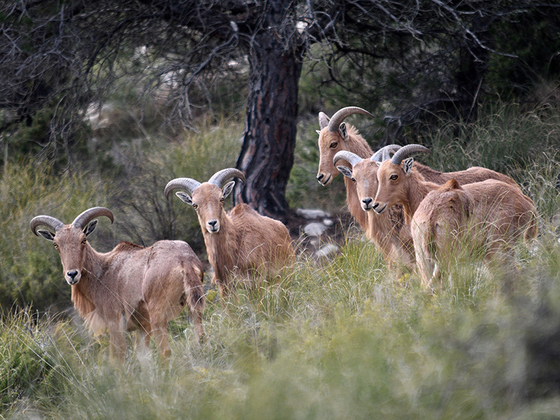 Grupo familiar de arruís ('Ammotragus lervia') en libertad en el sureste español. Imagen: Ximo Albors / CSIC