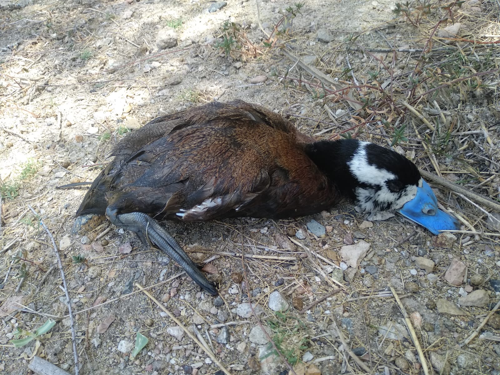 Cadáver de un macho de malvasía cabeciblanca, especie protegida, con su reconocible pico azul típico del periodo reproductor. Imagen: EEA