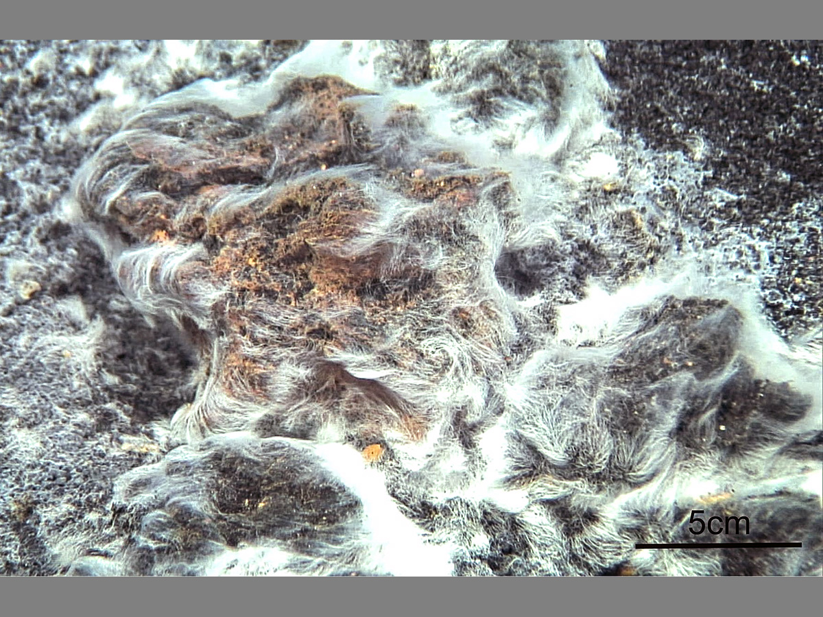 Bacteria volcánica, hallada en las Islas Canarias. Imagen: MIQUEL CANALS, UNIVERSIDAD DE BARCELONA / ESF
