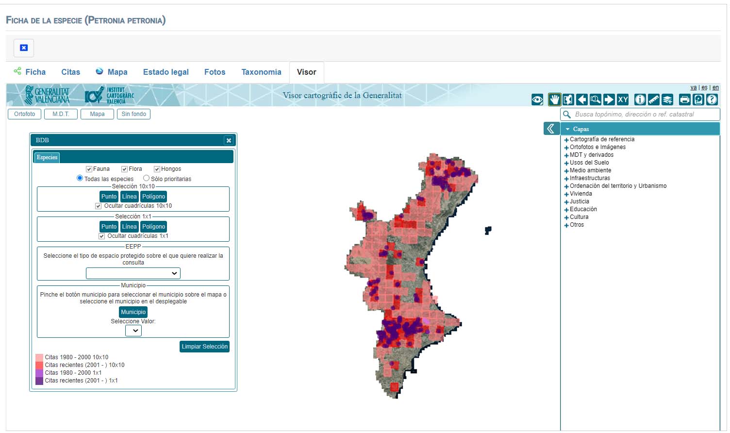Captura del Banco de Datos de Biodiversidad de la Comunidad Valenciana para el gorrión chillón