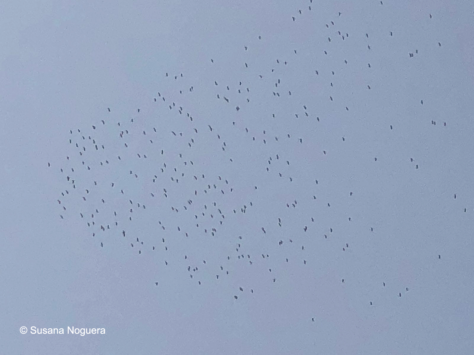 Bando de 250 cigüeñas blancas. Uno de los varios que se han podido contar hoy. Imagen: Susana Noguera