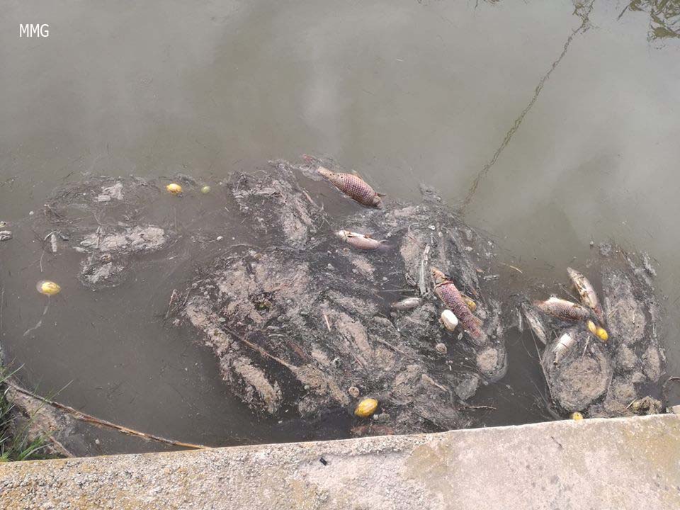 Peces muertos en el río Segura. Imagen: Manuel Medina Gutiérrez