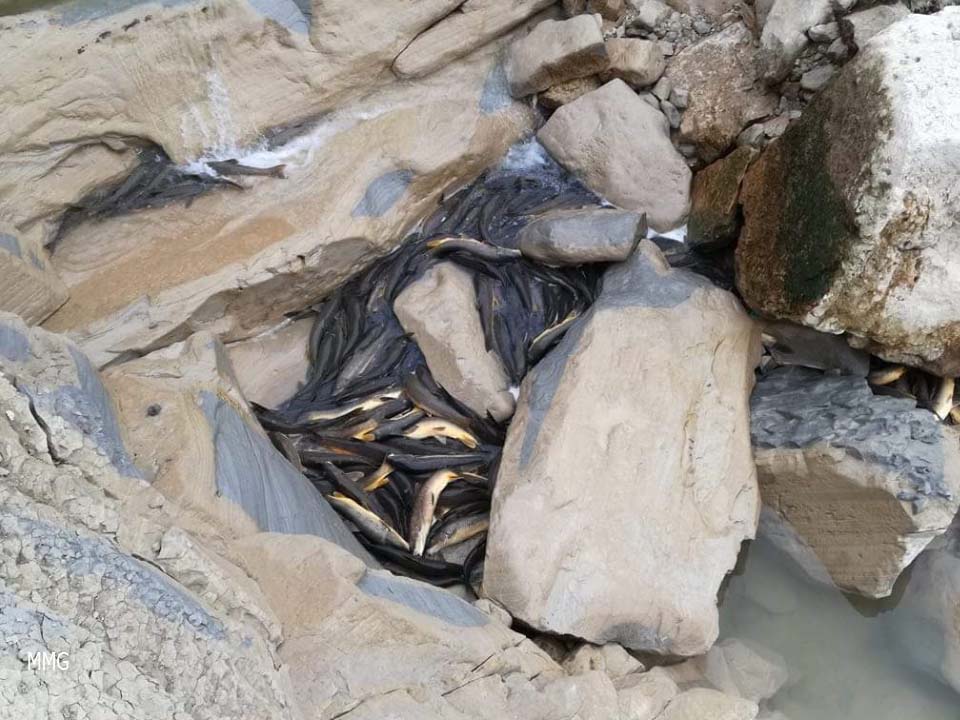 Peces muertos en una charca sin conexión de agua. Imagen: Manuel Medina Gutiérrez
