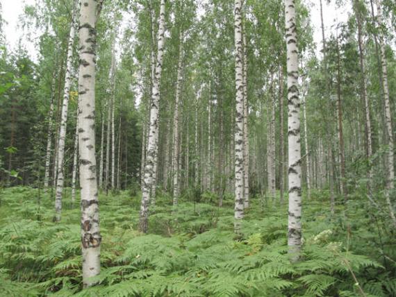 Una de las parcelas de bosque muestreadas, con varios abedules ('Betula pendula') de un bosque boreal europeo, en Finlandia. Imagen: MNCN