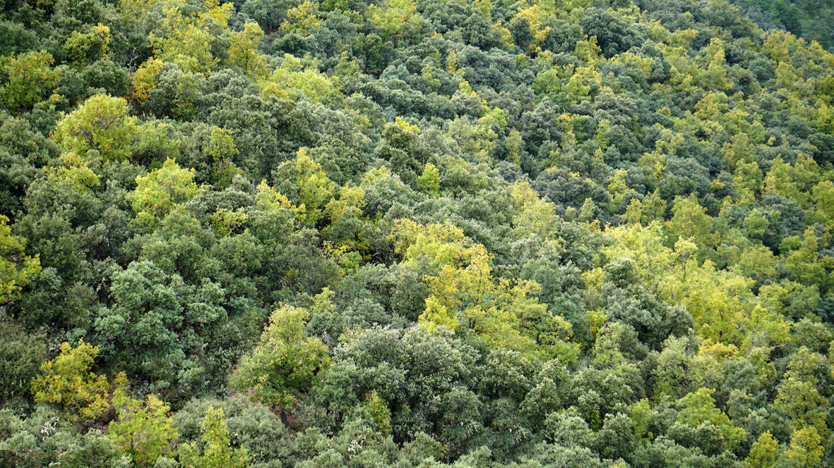 Muestra de una zona boscosa de la provincia de Teruel en la que conviven dos especies arbóreas. Foto: Carlos Antón / CSIC