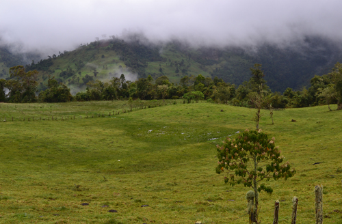 Bosque nublado del Valle de Quijos, en Ecuador. Foto: Nicholas Loughlin / CSIC