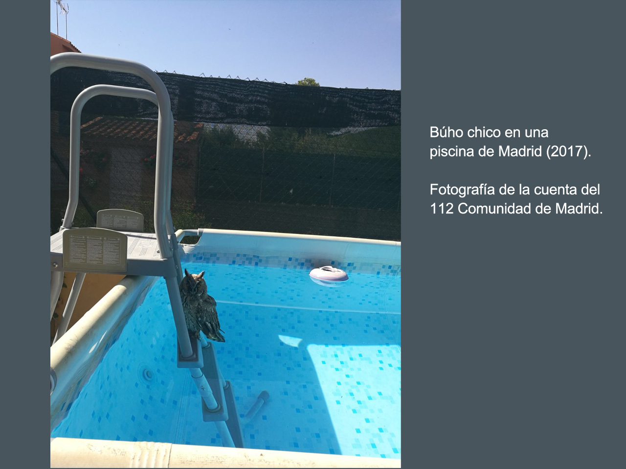 Búho chico, en una piscina privada de Madrid. Imagen: 112 Comunidad de Madrid