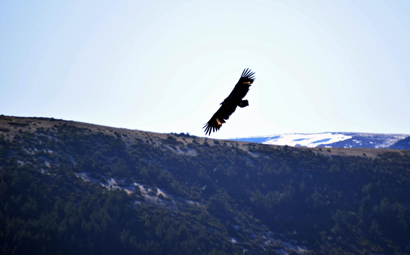 Buitre negro en la Sierra de la Demanda, ya liberado en una temporada anterior. Imagen: Grefa