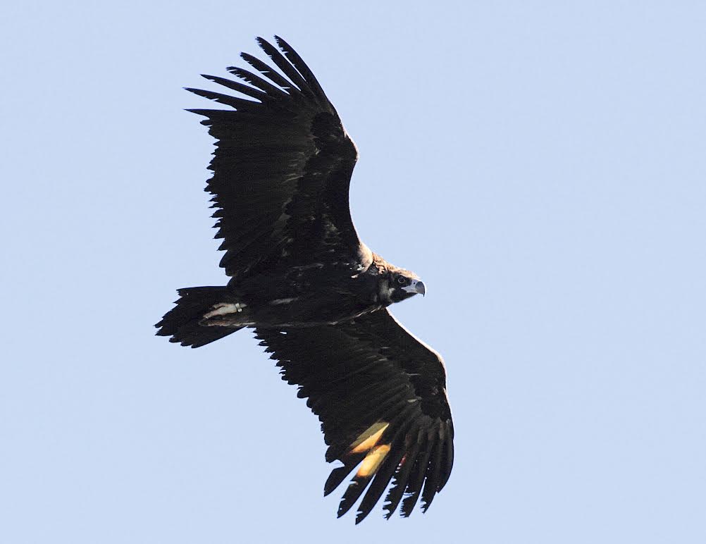 Buitre negro en vuelo con marcas alares para facilitar su seguimiento. Imagen: Grefa