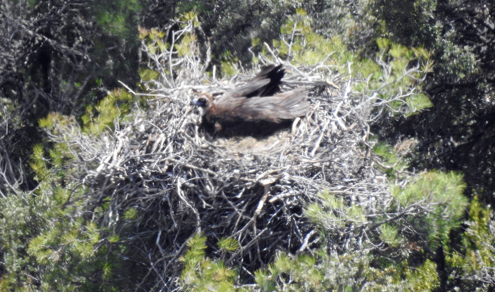 Un buitre negro de la colonia de Boumort (Lleida) incuba su huevo en la primavera de 2019. Foto: PRBNC / Grefa