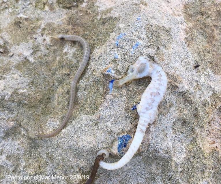 Caballito de mar y aguja muertos encontrados en la orilla el 22 de septiembre de 2019. Imagen: Pacto por el Mar Menor