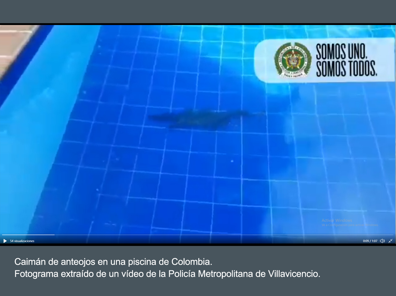 Un caimán, nadando en una piscina de Colombia. Imagen: Policía Metropolitana de Villavicencio