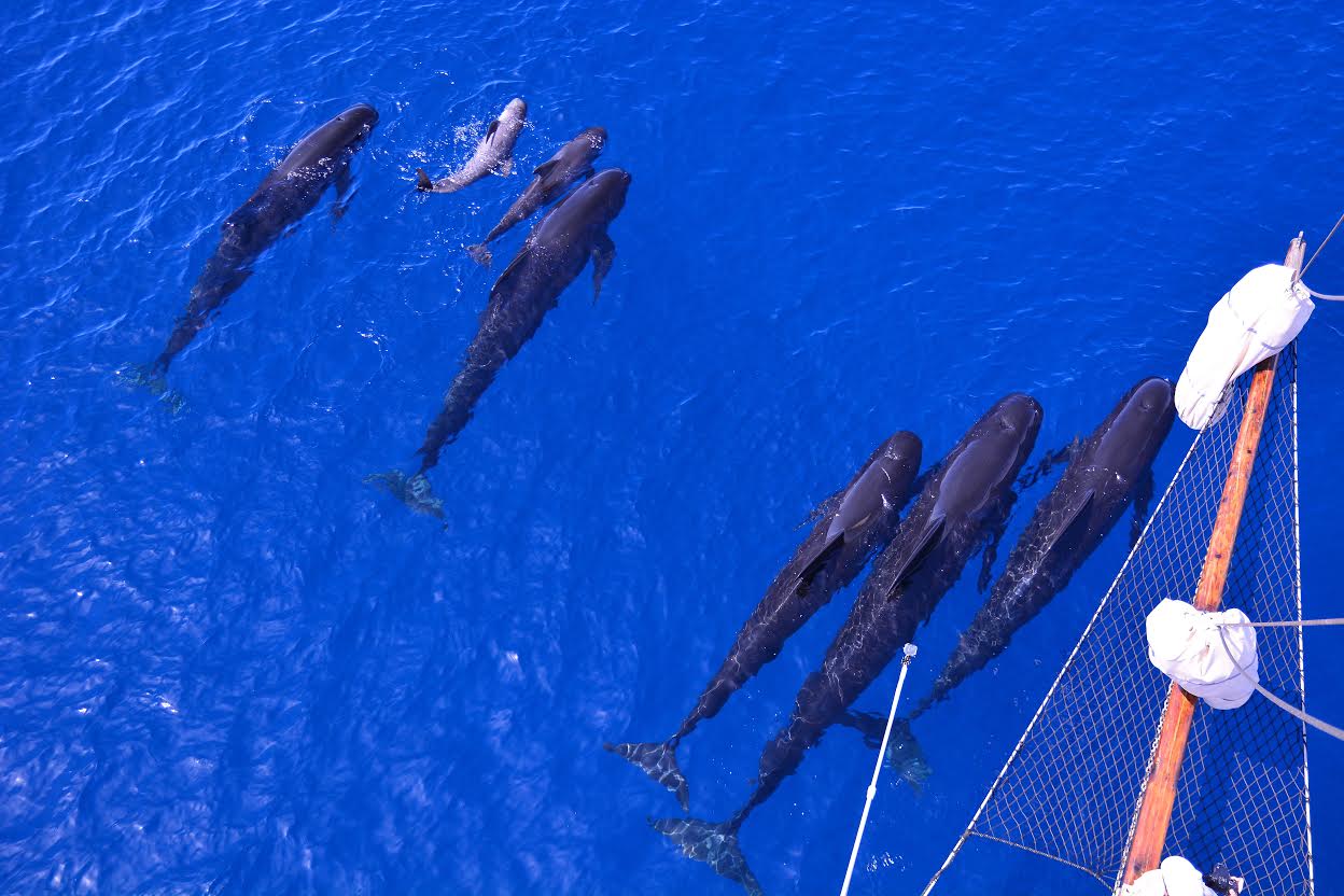 Calderones nadando con sus crías, vistos desde Else. Imagen: ANSE
