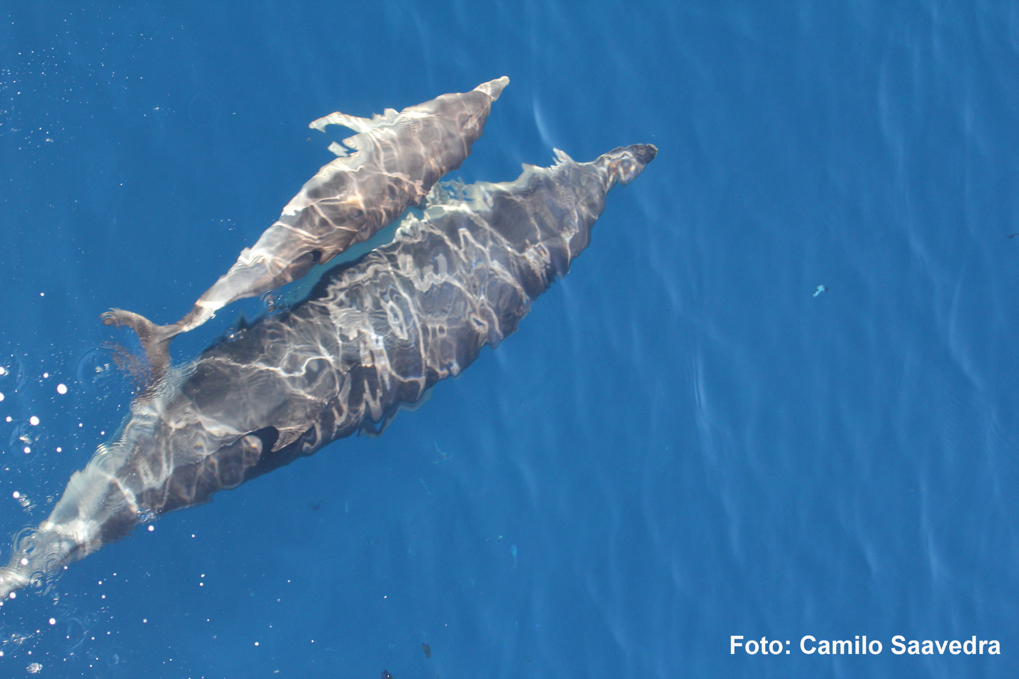 El estudio permitió contemplar hermosas escenas con los cetáceos. Imagen: IEO