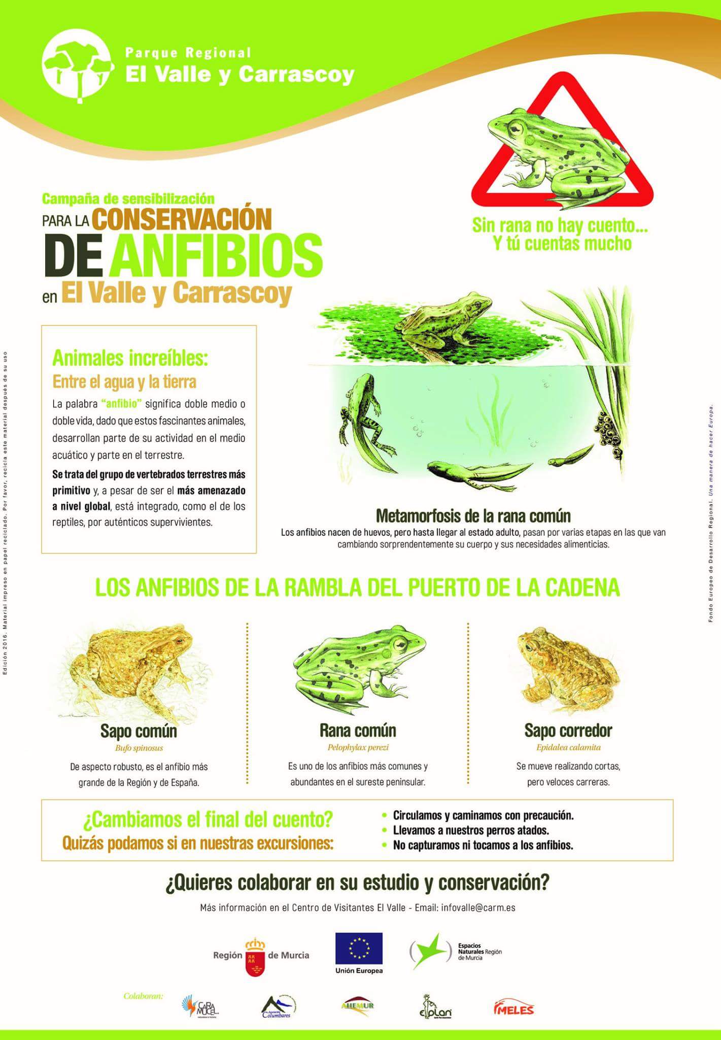 Detalles de los anfibios que pueblan el PR El Valle y Carrascoy