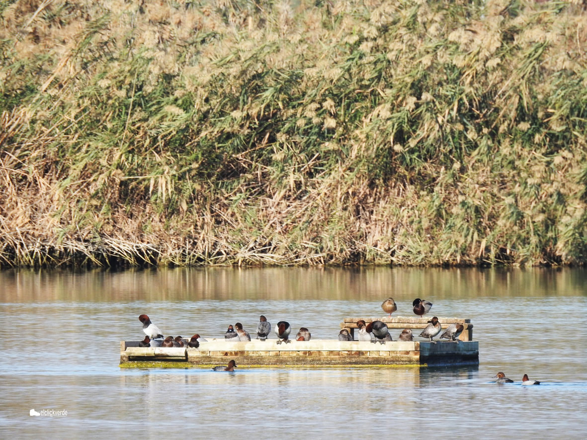 Anátidas sobre una balsa de las Lagunas de Campotéjar, nueva Área de Protección de la Fauna Silvestre
