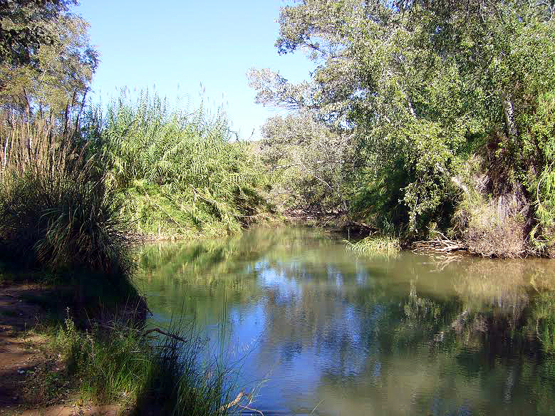 Vegetación de ribera en Cañaverosa (imagen: Belén Escudero).