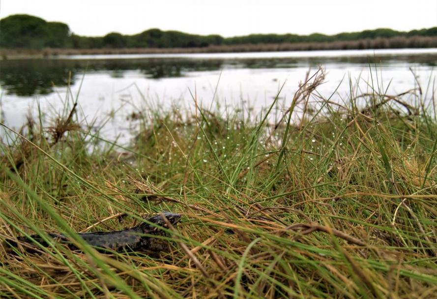 Ejemplar de tritón pigmeo (‘Triturus pygmaeus’) cerca de una charca del Parque Nacional de Doñana. Imagen:  Francisco J. Oficialdegui / CSIC