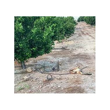 La zorra supuestamente capturada en presuntas condiciones de irregularidades en el trampeo. Imagen: ANSE