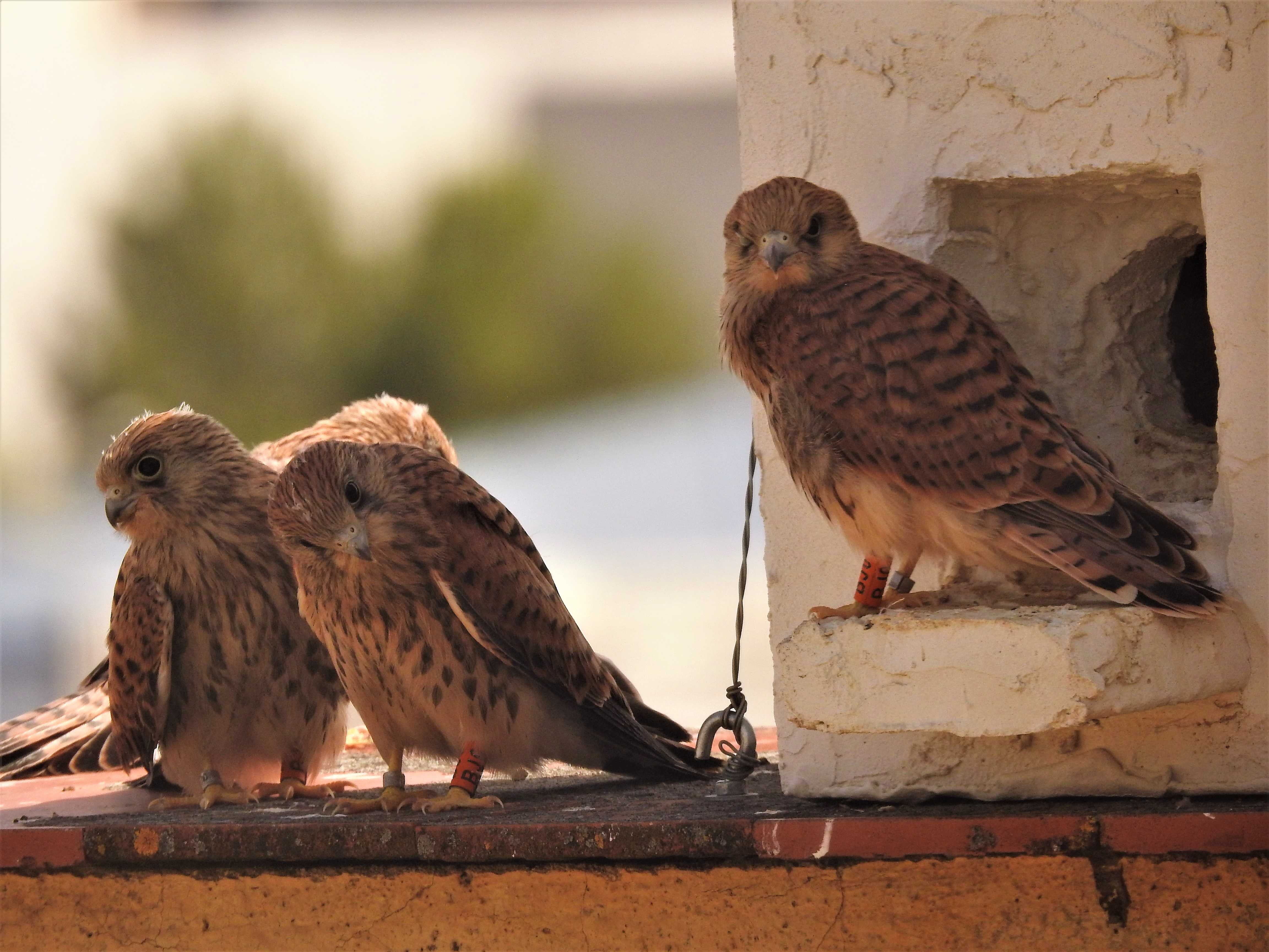 Cernícalos primilla jóvenes junto a un nidal en el silo de Baena (Córdoba). Imagen: Grefa