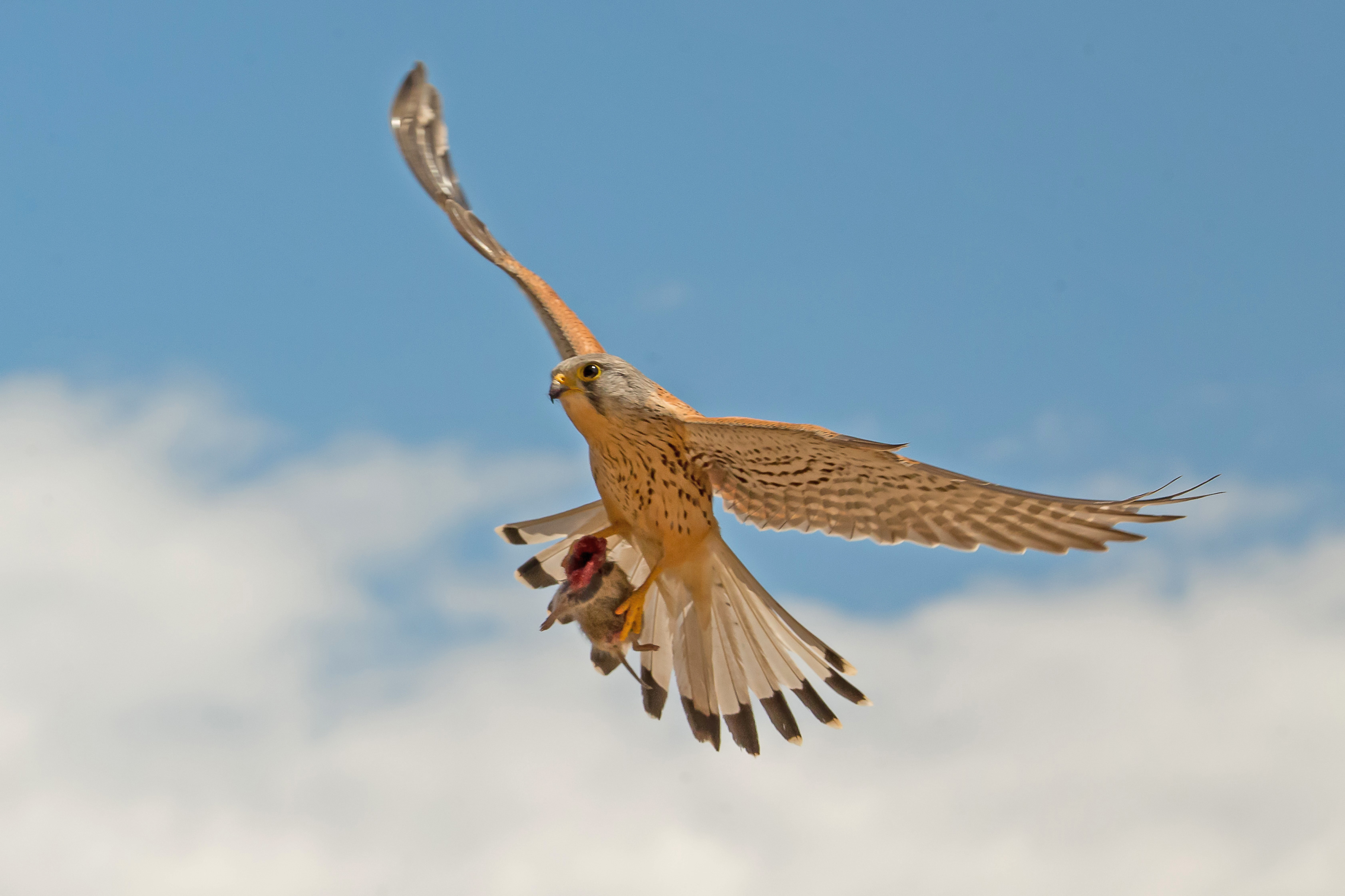Cernícalo volando camino del nido con un topillo que acaba de apresar.  Imagen: MNCN / Alberto Álvarez / Canon España