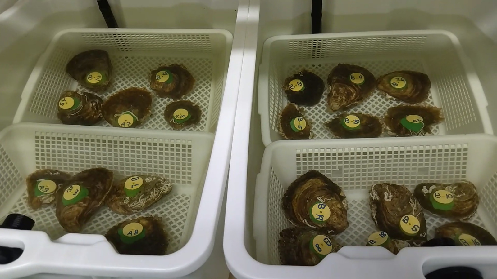 Criadero de ostras habilitado en el laboratorio marino del Centro Oceanográfico de San Pedro del Pinatar, que serán colocadas en los canales de las Salinas de Marchamalo. Foto: CARM