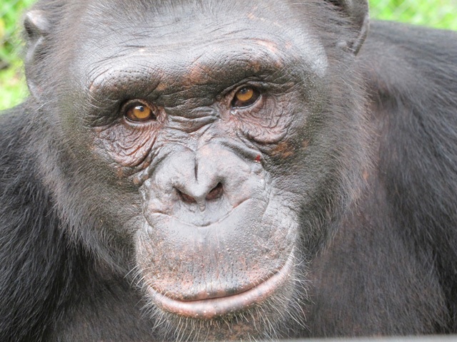  Chimpancé de Nigeria-Camerún. (Foto:  LWC).