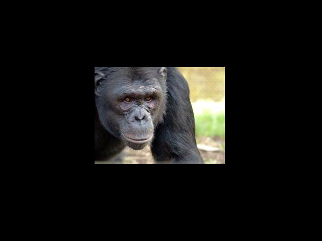 Chimpancé de Nigeria-Camerún rescatado por el centro LWC. (Foto:  LWC).