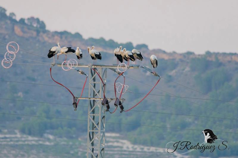 Un grupo del bando de cigüeñas que sobrevolaron Moratalla hace escasos días, posada en una torreta de seguridad para las aves. Imagen: Jesús Rodríguez
