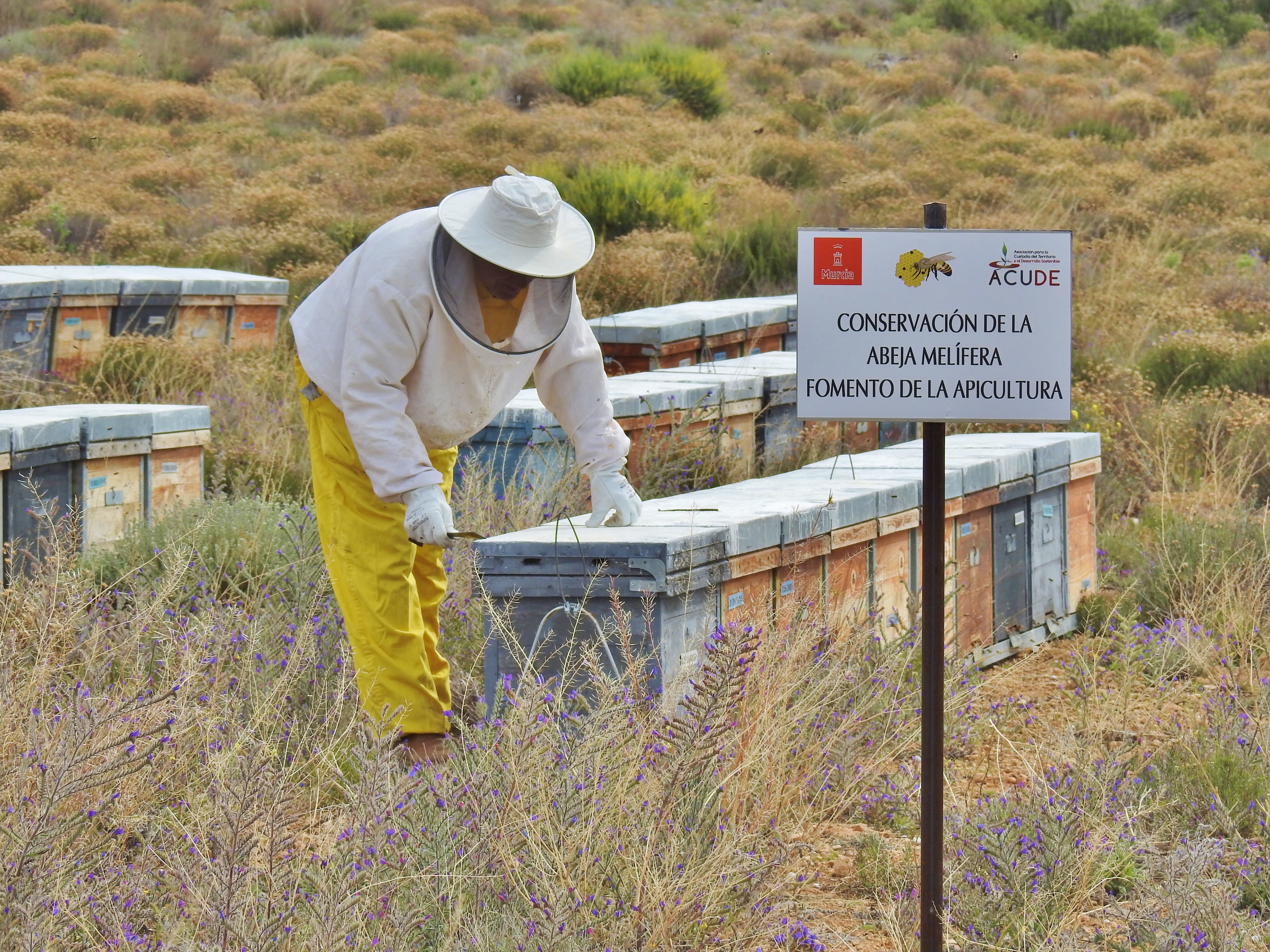 Se ha fomentado la apicultura con el mantenimiento de 300 colmenas en las fincas La Tercia y Los Santiagos. Imagen: Acude