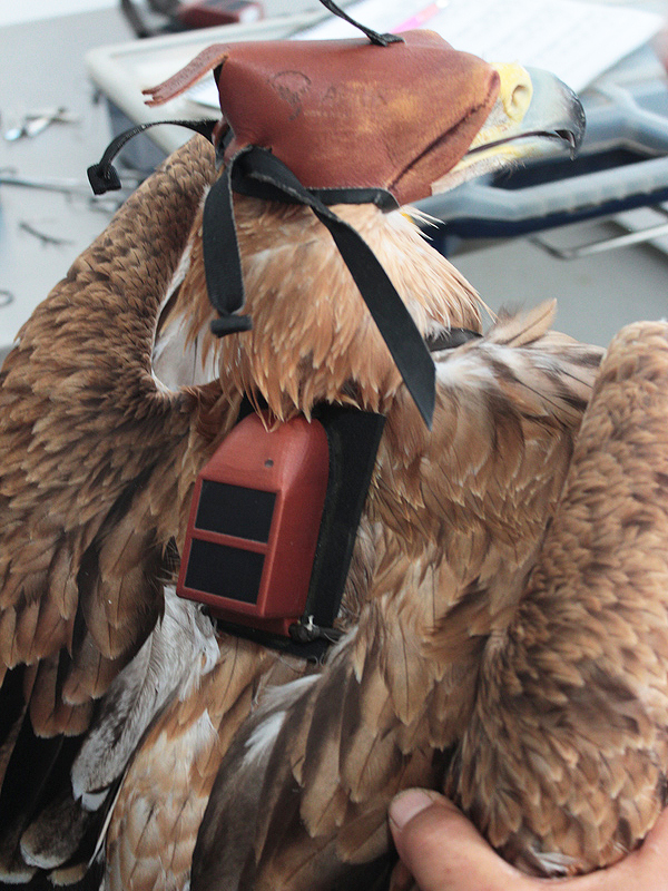 Colocación de uno de los emisores GPS en un joven de águila imperial (Melendri, el ejemplar que ha cruzado el Estrecho de Gibraltar rumbo a África y que fue  liberado en el Parque Nacional de Monfragüe). Foto: AMUS