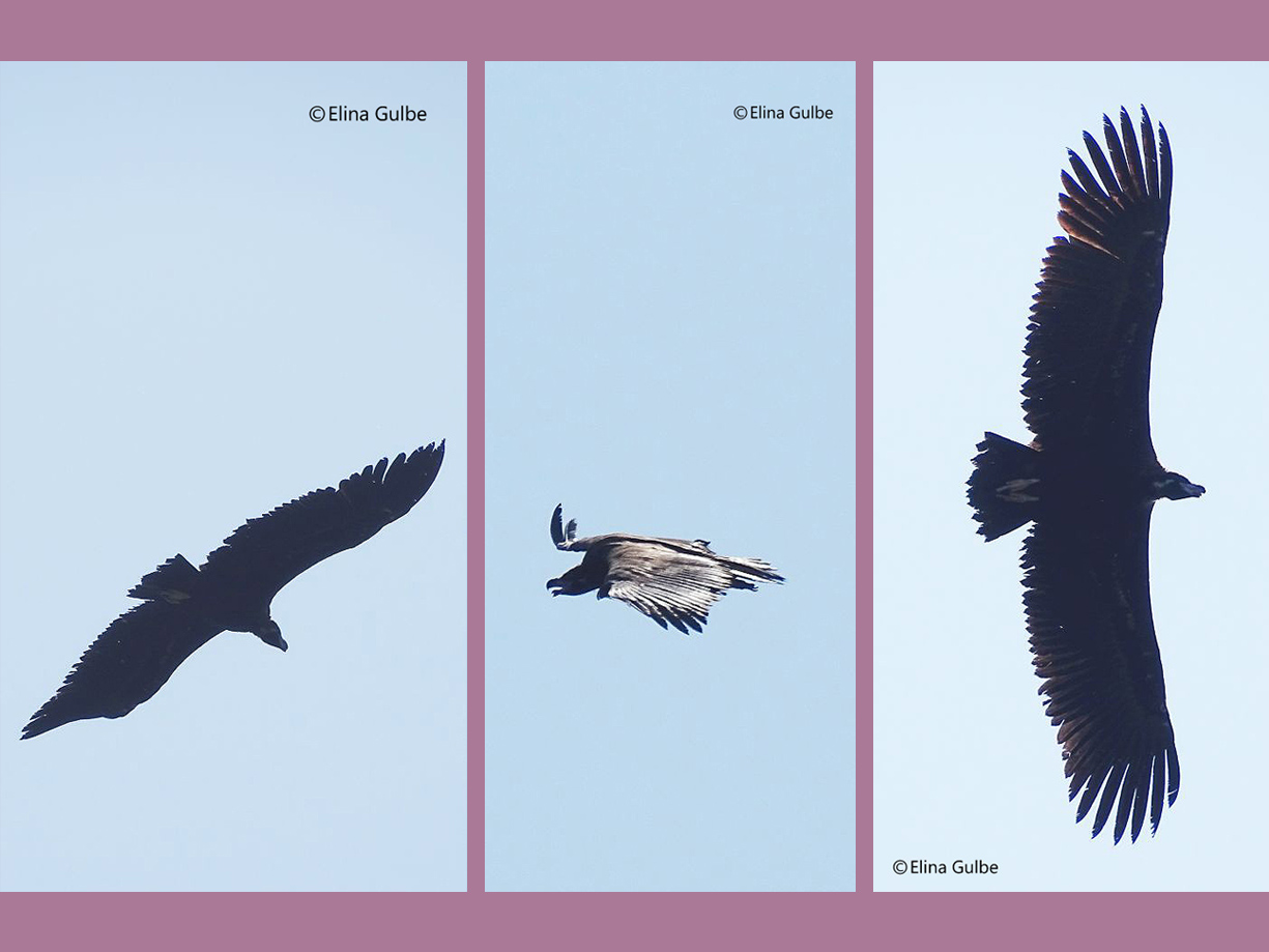 Tres capturas del fabuloso buitre negro (la mayor ave de Europa)  que se ha dejado ver en Letonia. Imagen: Elina Gulbe