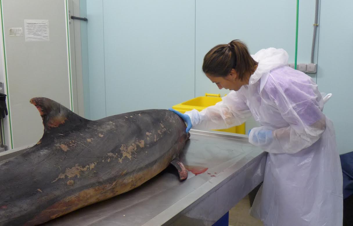 Consuelo Rubio, antes de comenzar la necropsia de un delfín mular. Imagen: Fundación Oceanogràfic