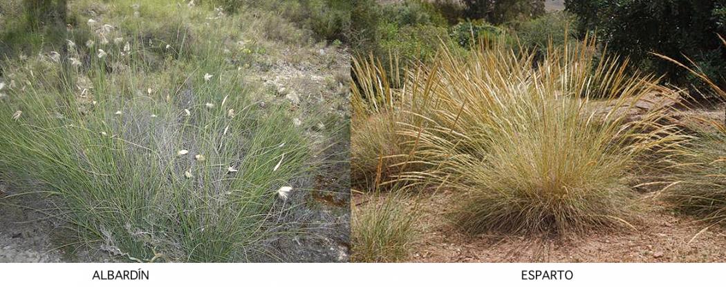 albardin-esparto.jpg