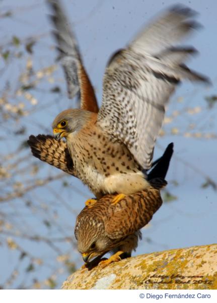 cernicalo_primilla_-_pareja_-_diego_fern