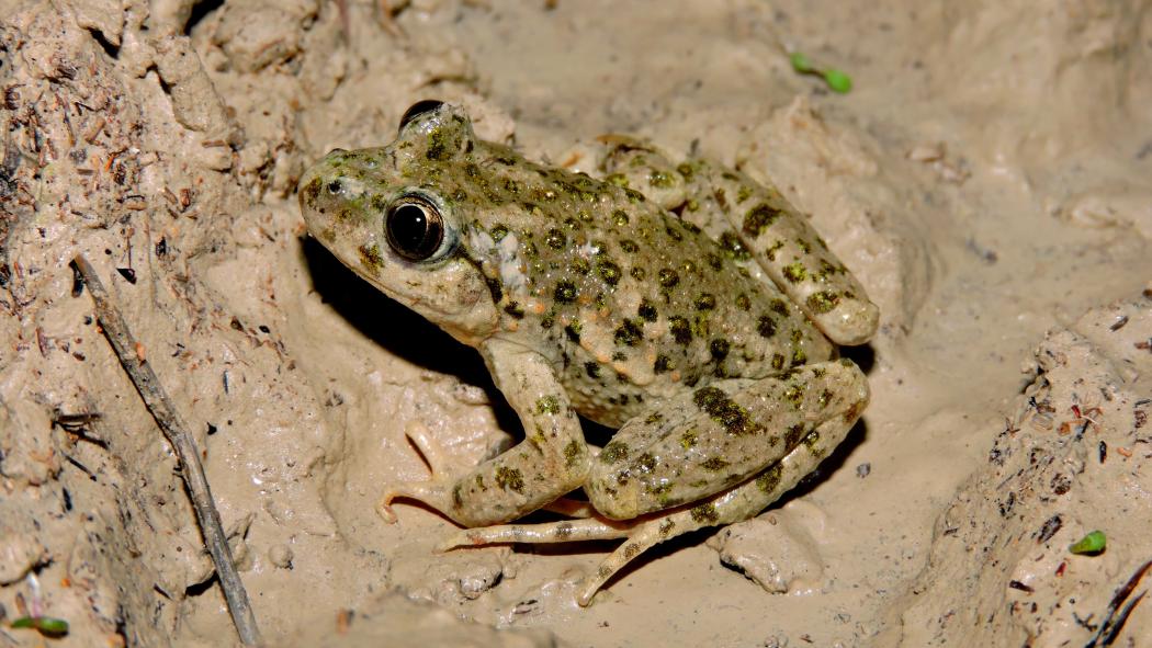 s_moteado_comun_jose_manuel_zamora_pq.jp