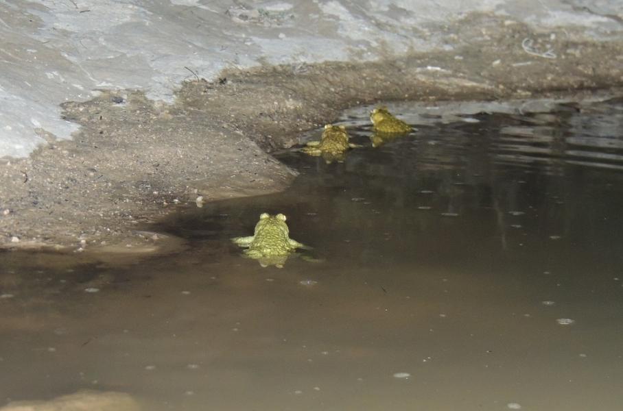 sapo_corredor_epiladea_calamita_en_un_be