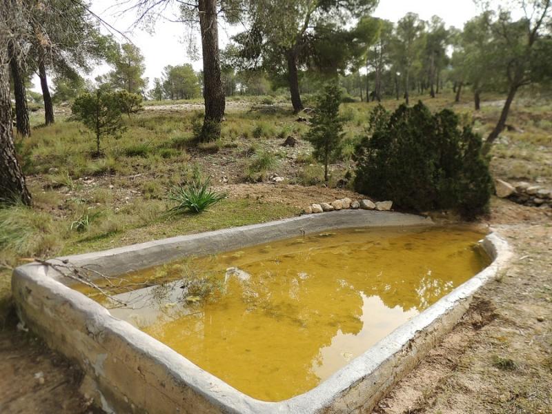 uno_de_los_tipos_de_bebederos_que_mas_at