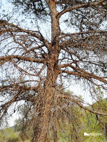 el_valle_naturaleza_sequia_tomicus_proce