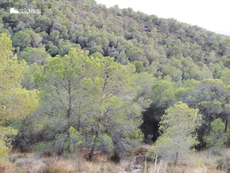 el_valle_naturaleza_sequia_tomicus_proce