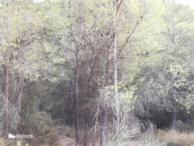 el_valle_naturaleza_sequia_tomicus_proce