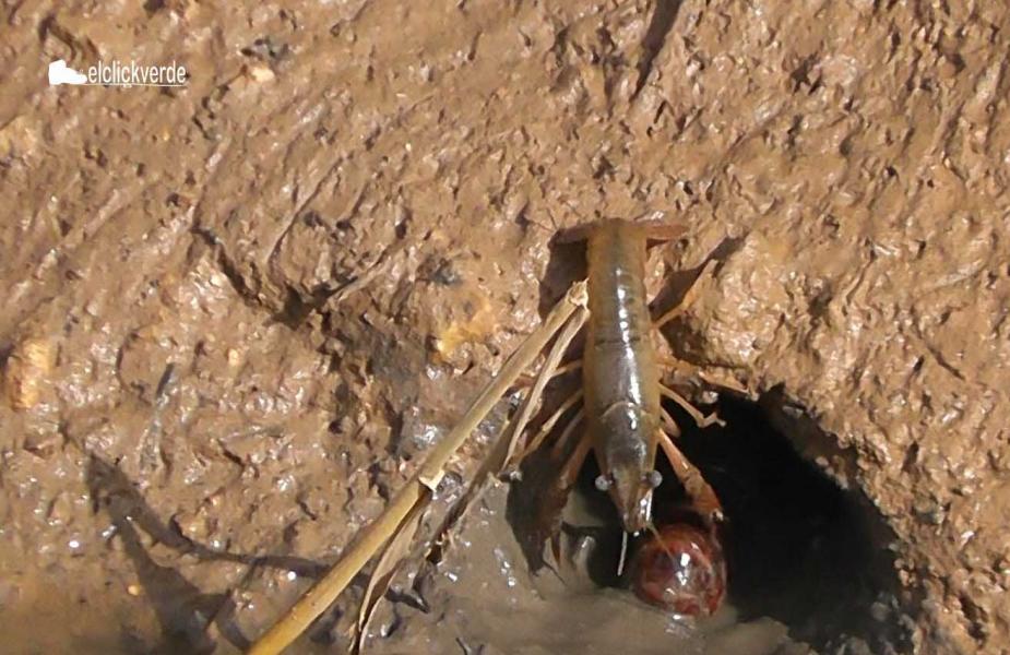 cangrejo_rojo_americano_elclickverde_rec