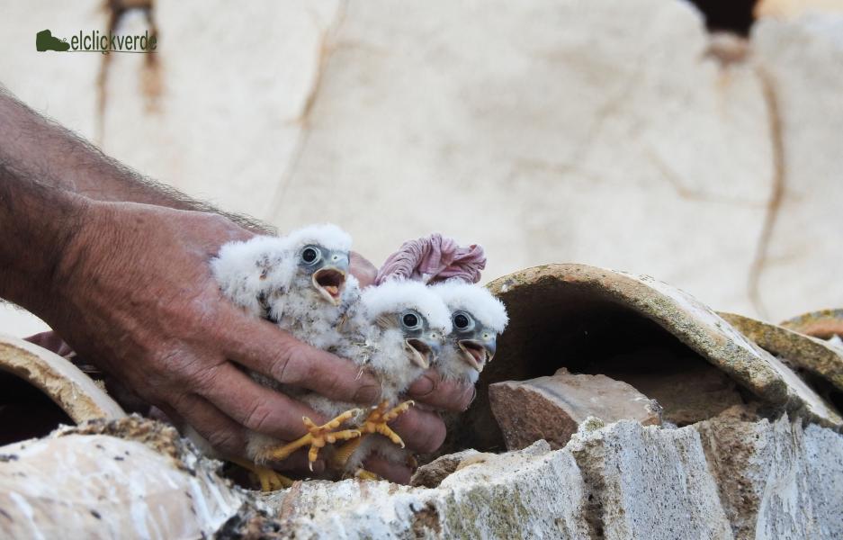 cernicalo_primilla_cvc_elclickverde_1.jp