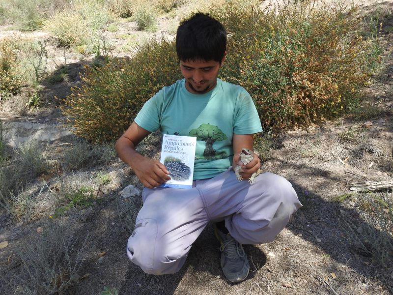 con_lagarto_betico_rescatado_de_una_bals