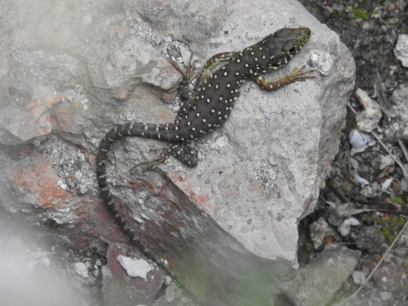 lagarto_betico_timon_nevadensis_juvenil_