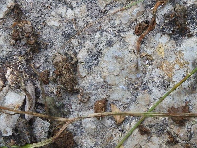 sapos_corredores_bufo_calamita_en_el_mom