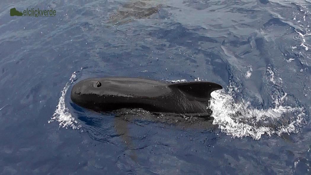 calderon_comun_arriba_peq_ecv_naturaleza