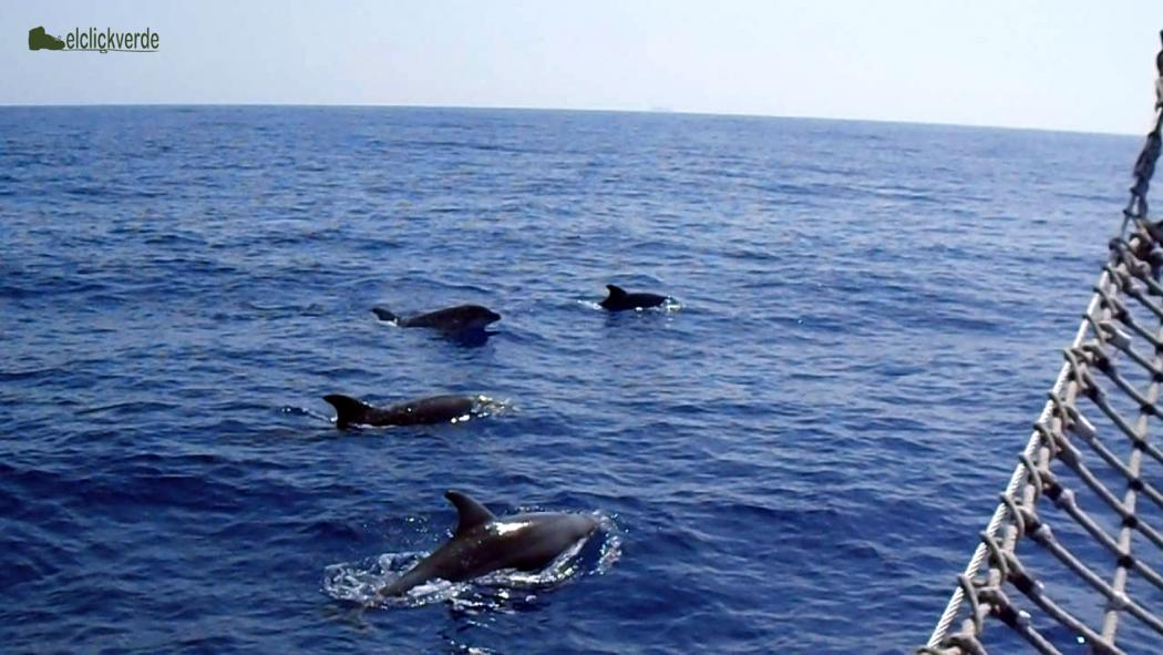 delfines_mulares_varios_peq_ecv_naturale