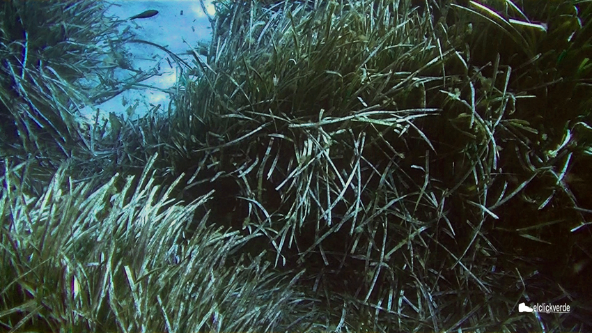 praderas_de_posidonia_de_la_costa_de_la_